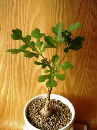 Image result for Cussonia corbisieri