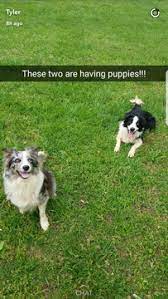 Litter Of 4 Border Collie Puppies For Sale In Athens Tn Adn 29071 On Puppyfinder Com Gender Male S And Female S Age Under 1 Puppies For Sale Collie Puppies For Sale Puppies