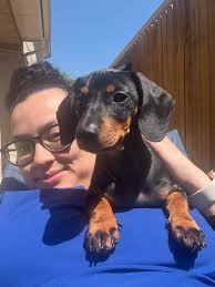 Does anyone use Nutri-Cal when flying with empty belly new puppies?