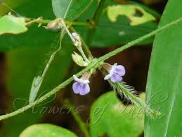 Image result for Teramnus