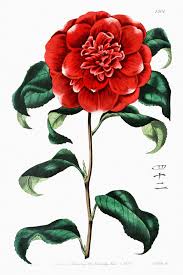 Mr Reeves S Crimson Camellia From Edwards S Botanical Register 1829 1847 By Sydenham Edwards John Lindley An Plant Drawing Free Illustrations Illustration