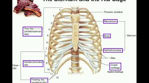 The area just under the bottom part of the rib cage is the abdomen and not the chest cavity as is commonly thought. Anatomy The Sternum Rib Cage Vertebrae Youtube