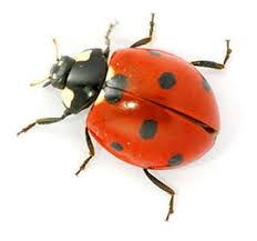Ladybug 7 Spot Ladybird Coccinella 7 Punctata Ladybird Ladybug Art Insects