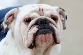 White English Bulldog Portrait Free Stock Photo Public Domain Pictures