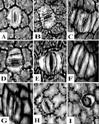 Image result for isolona