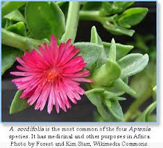 Image result for Aptenia