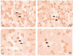 Facebook gives people the power to share and makes the world more open and connected. Animals Free Full Text Histochemical Characterisation And Gene Expression Analysis Of Skeletal Muscles From Maremmana And Aubrac Steers Reared On Grazing And Feedlot Systems