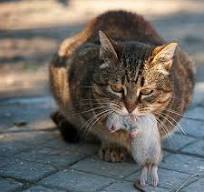 獣医師が監修】猫ってネズミを食べるの？ もし食べたら……？｜ね ...