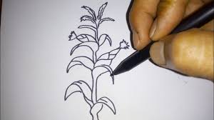 Ada sejumlah manfaat kesehatan untuk makan jagung. Mewarnai Gambar Pohon Jagung Gambar Mewarnai Hd