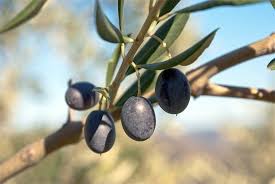 A casa di olivo from mapcarta, the free map. Le Varieta Di Olivo Casa Di Vita