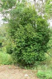 Image result for Scolopia