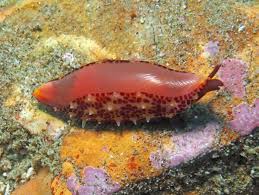 Image result for Scleria arcuata