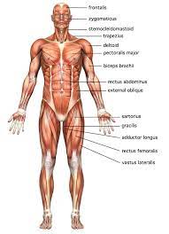 The Muscular System Explained Also Great Pictures Of The Muscular System Muscle Anatomy Human Muscle Anatomy Muscular System Anatomy