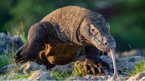 L'action de ce poison est à la fois anticoagulante et hypertensive. Les Dragons De Komodo Sont Extremement Menaces Par Le Rechauffement Climatique