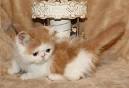 SCOTTISH FOLD MUNCHKIN KITTENS FOR SALE!