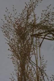 Image result for Eragrostis japonica