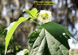 Image result for Physalis angulata