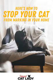Here S How To Stop Your Cat From Marking In Your Home Pet Care Cats Cat Care Tips