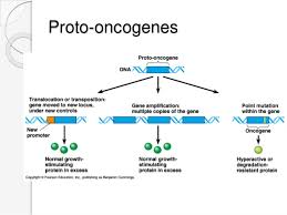 The Genetics Of Cancer