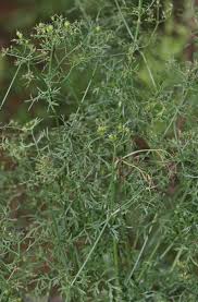 Image result for Coriandrum