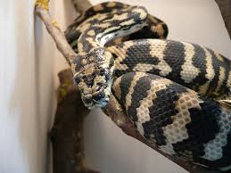 Bilder finden, die zum begriff teppichpython passen. Teppichpython Morelia Spilota Mcdowelli Im Terrarium Foto Bild Tiere Wildlife Amphibien Reptilien Bilder Auf Fotocommunity