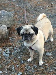 Ummm This Is My Family Stay Away Cute Pugs Pugs Dogs
