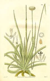 Image result for Eriocaulon afzelianum