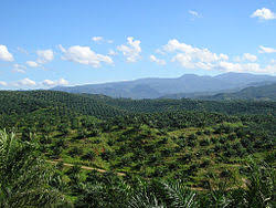 Density of oil, palm (food). Palm Oil Wikipedia