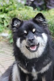 Sigrid Silke Sisko Gefokt Door Elly Brugman Dog Breeds Dogs Breeds