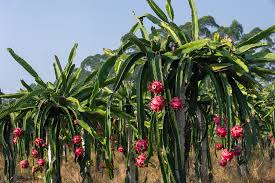 145 free images of dragon fruit. China S Flora Tour A Fifth Of Dragon Fruits In China Are From Here Cgtn