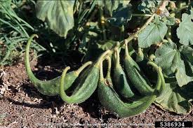 Image result for Pedaliaceae