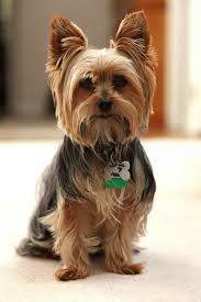 Check spelling or type a new query. 80 Adorable Yorkie Haircuts For Your Puppy