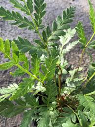 Image result for Todea