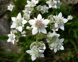 Image result for Alepidea amatymbica