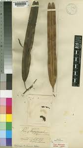 Image result for Newtonia buchananii