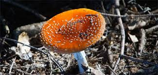 उत्तराखंड सरकार ने जारी ने जारी की sop, black fungus की दवा amphotericin b का देखरेख में होगा वितरण. Homoopathie Tierarztpraxis Masser Hirt