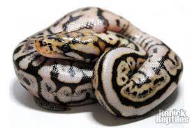 Renickreptiles Snake Ball Python Powerball Cute Snake Ball Python Snake Lovers