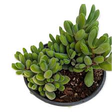 Image result for Crassula zombensis