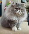 Specialty Purebred Cat Rescue – Rescue dedicated to ...
