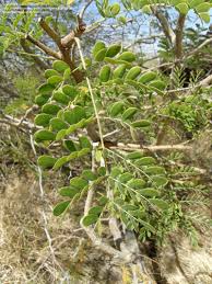 Image result for Acacia burkei