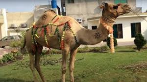 1 year qurbani ka dumba kam az kam 1 saal ka hona chahiye (agar 6 mahine ka ho lekin 1 saal ka maloom hota ho to qurbani jaiz. Camel Qurbani Part 1 2019 Eid E Qurban Ø¯ÛŒØ¯Ø¦Ùˆ Dideo