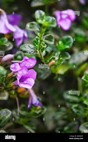 Image result for Barleria lancifolia