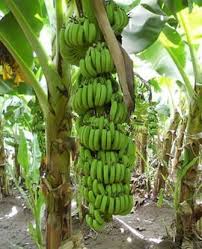 Check spelling or type a new query. 14 Cara Budidaya Pisang Ambon Agar Berbuah Lebat