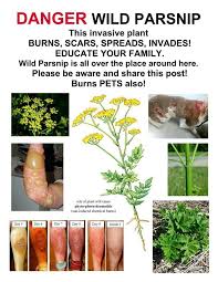 Image Result For Golden Alexander Vs Wild Parsnip Wild Parsnip Wild Parsnip Burns Invasive Plants