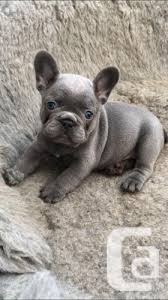 1,150 bulldog puppies products are offered for sale by suppliers on alibaba.com, of which pet apparel & accessories accounts for 14%, resin crafts accounts for 1%, and chew toys accounts for 1%. Adorable Frenchie Puppies Your Favourite Frenchie Shop