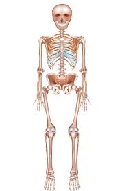 The small joints between the ribs and the vertebrae permit a gliding motion of the ribs on the vertebrae during breathing and other activities. Different Joints In The Body Diagram Quizlet