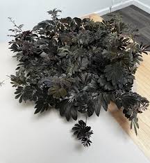 Image result for Solanum torreanum