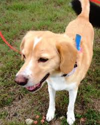 Preventative care pet plans help keep vaccinations and routine appointments up to date. Pet Travel Insurance Vs Pet Health Insurance Petrelocation