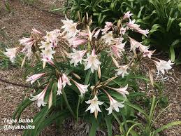 Image result for Crinum harmsii