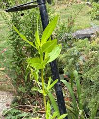 Image result for Pycreus niger